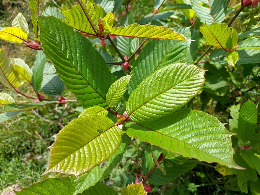 Der Kratombaum ist in Südostasien heimisch.