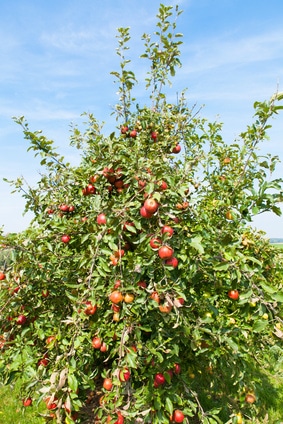 Apfelbaum Ernte