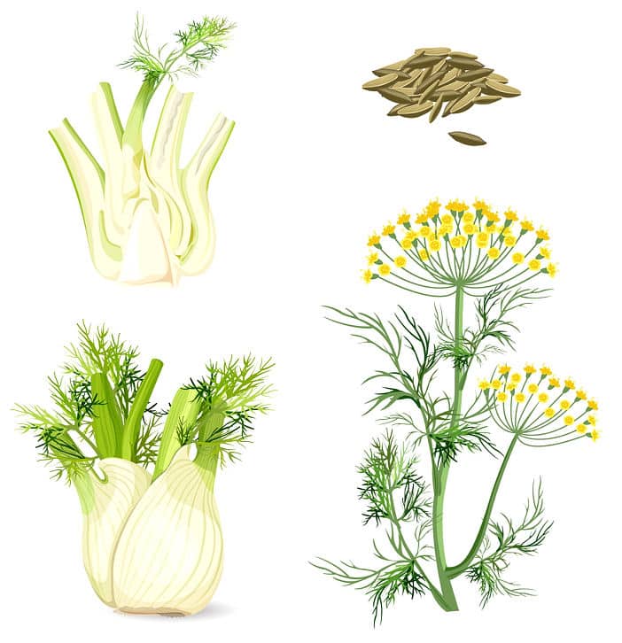 Fenchel Frucht, Blüte und Samen - alle Teile der Pflanze enthalten die für Magen und Husten heilsamen ätherischen Öle. 