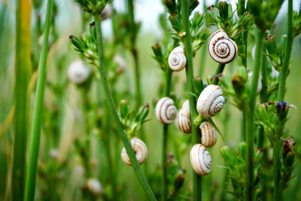 Schnecken im Gras