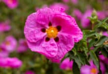 Pinkfarbene Zistrose