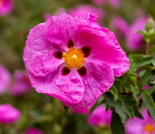 Pinkfarbene Zistrose