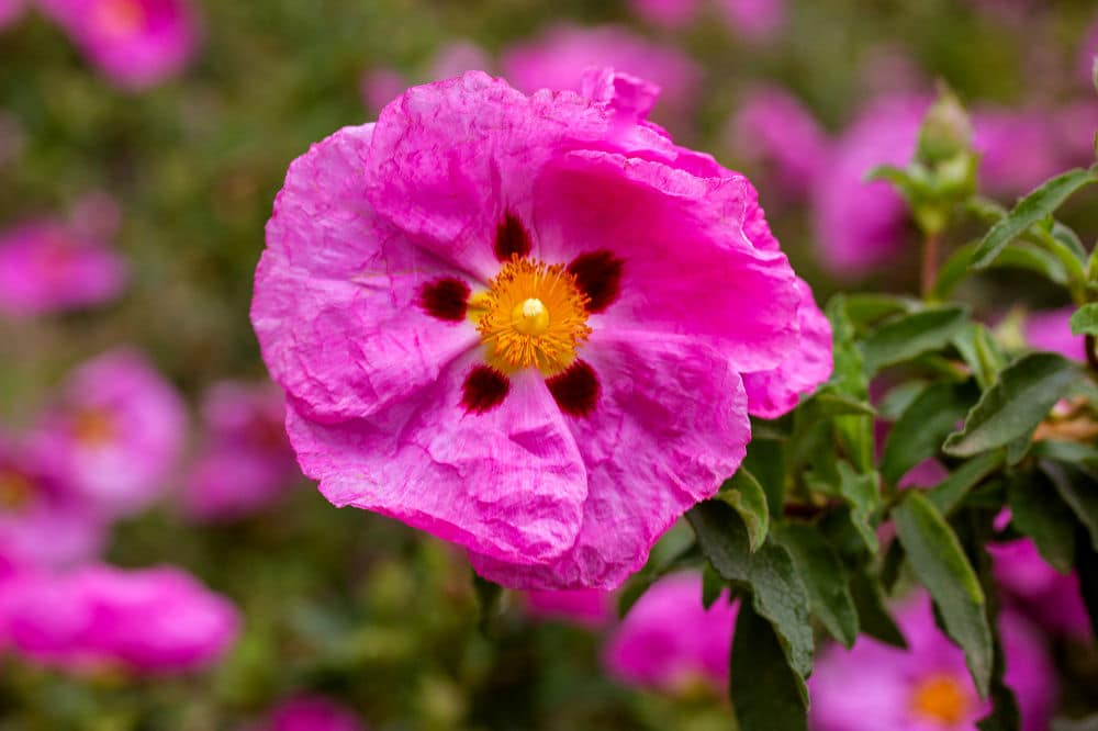 Eine Zistrose in leuchtendem Pink. 