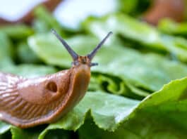 Seine Kräuter, Salat und Gemüse vor Schnecken zu schützen - da muss man sich schon was einfallen lassen.