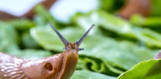 Seine Kräuter, Salat und Gemüse vor Schnecken zu schützen - da muss man sich schon was einfallen lassen.