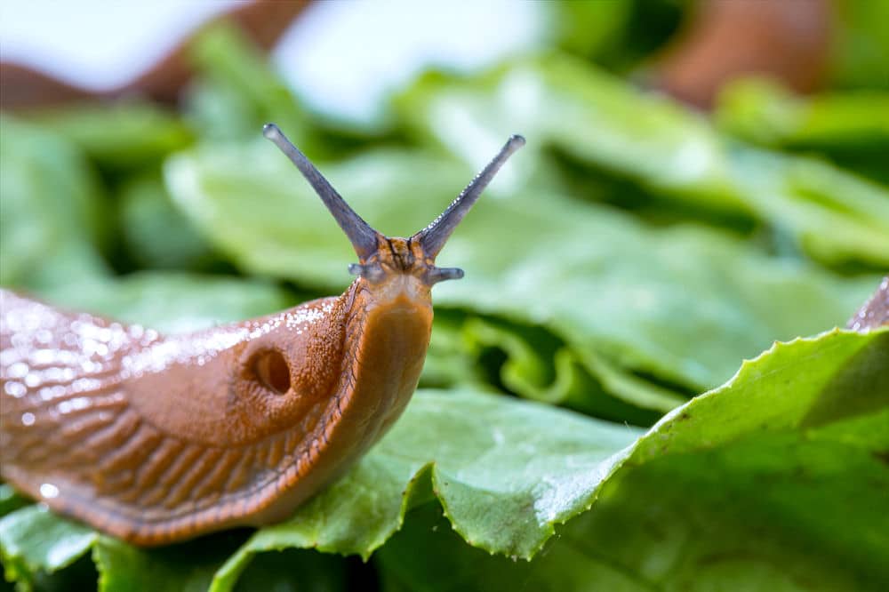 Seine Kräuter, Salat und Gemüse vor Schnecken zu schützen - da muss man sich schon was einfallen lassen. 