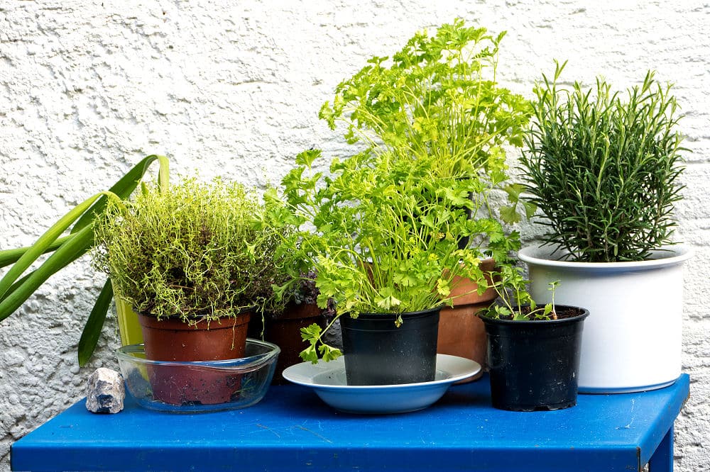 Auch Petersilie und Rosmarin gedeihen in Töpfen auf einer Terrasse ganz gut. Beide Kräuter kann man gut für eine Sommerküche brauchen. 