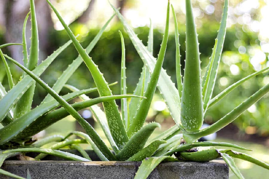 Mehrere Aloe vera Pflanzen im Topf