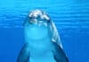 Der Delfin ist ein sehr beliebtes Krafttier und das in vielen Ländern der Erde, wo es vielleicht Geisttier oder Totemtier genannt wird.