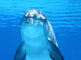 Der Delfin ist ein sehr beliebtes Krafttier und das in vielen Ländern der Erde, wo es vielleicht Geisttier oder Totemtier genannt wird.