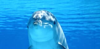 Der Delfin ist ein sehr beliebtes Krafttier und das in vielen Ländern der Erde, wo es vielleicht Geisttier oder Totemtier genannt wird.