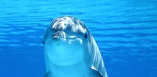 Der Delfin ist ein sehr beliebtes Krafttier und das in vielen Ländern der Erde, wo es vielleicht Geisttier oder Totemtier genannt wird.