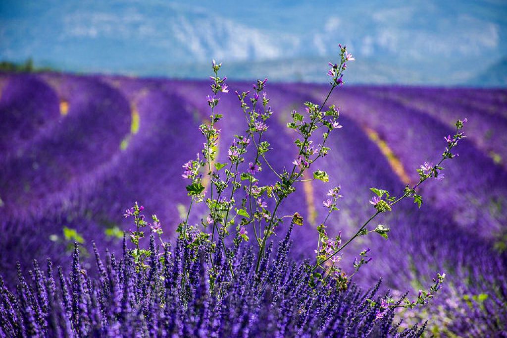 Hat Lavendel die Wirkung eines Heilkraut?