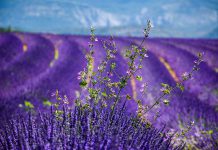 Hat Lavendel die Wirkung eines Heilkraut?