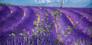 Hat Lavendel die Wirkung eines Heilkraut?