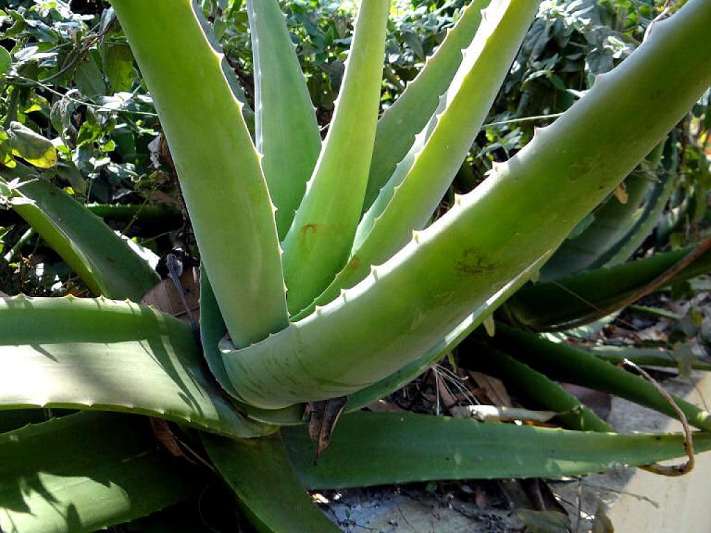 Eine Aloe Vera Pflanze im Garten halten geht wunderbar.