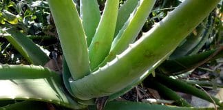 Eine Aloe Vera Pflanze im Garten halten geht wunderbar.