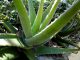 Aloe vera Pflanze im Garten halten Kräuter und Kräuter Rezepte