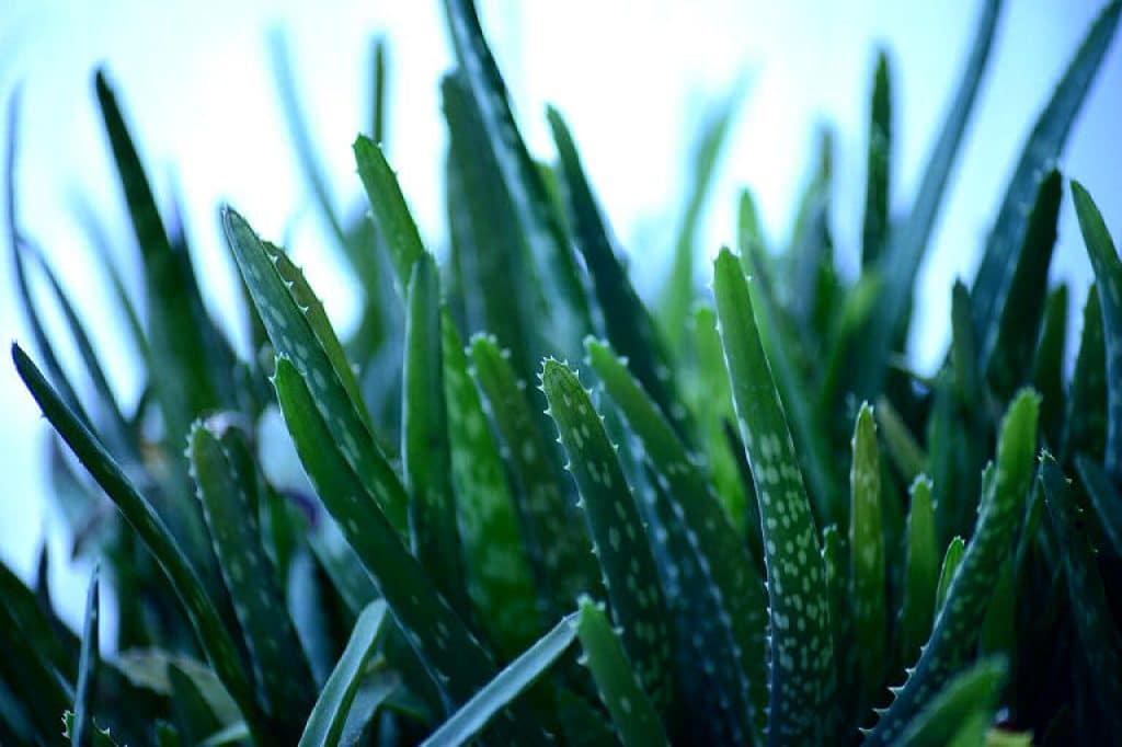 Aloe vera wird auch die Lilie der Wüste genannt. 