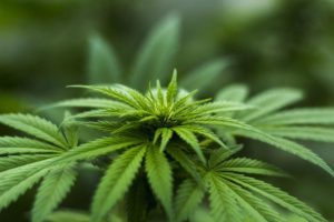 Cannabis - die Pflanze