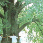 ginko baum