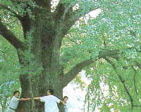 ginko baum