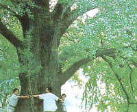 ginko baum