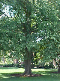 ginko-baum