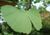 Ginkgo oder Ginko. Der Ginko ist immer geteilt