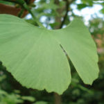 Ginkgo oder Ginko. Der Ginko ist immer geteilt