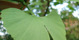 Ginkgo oder Ginko. Der Ginko ist immer geteilt