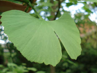 Ginkgo oder Ginko. Der Ginko ist immer geteilt