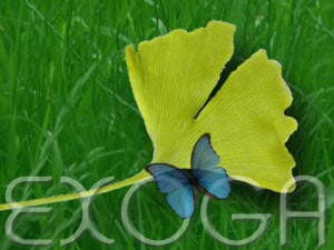 frischer Ginko Samen von exoga.de