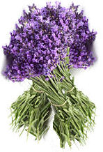 Lavendel Wirkung
