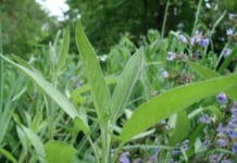 Allergien heilen mit Salbei