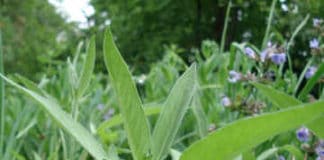 Allergien heilen mit Salbei