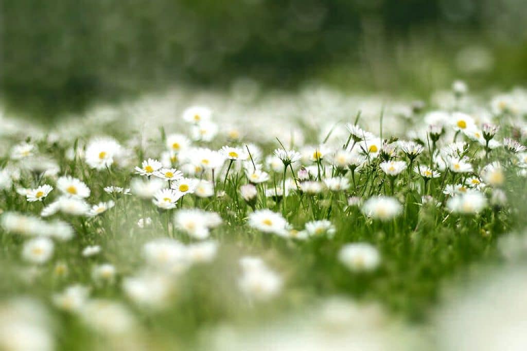 Gänseblümchen sind heimische Pflanzen, die in jedem Garten wachsen.