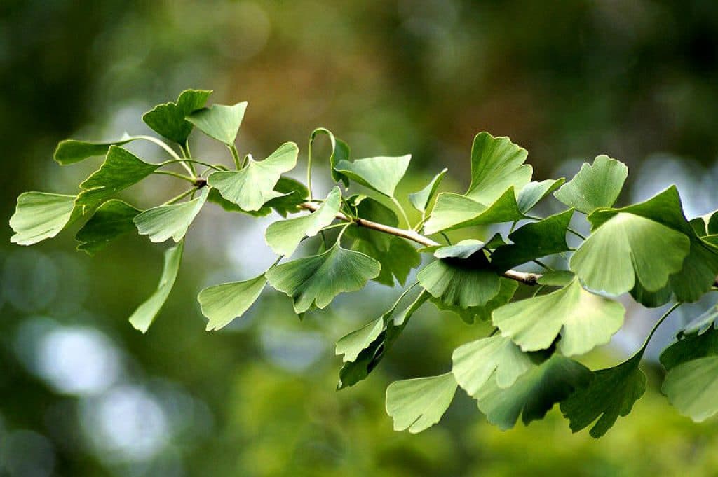 Ginkgo Zweig