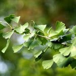 Ginkgo Zweig