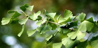 Ginkgo Zweig