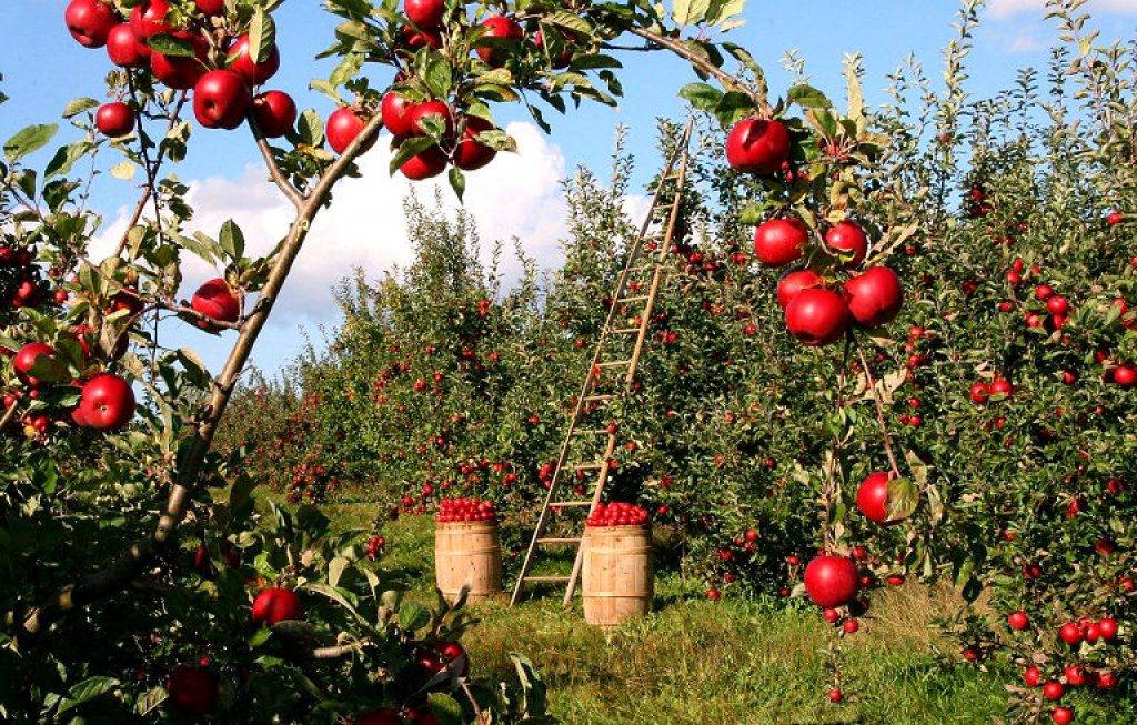 Holzleiter für die Apfelernte