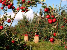 Holzleiter für die Apfelernte