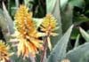 Aloe vera Pflanze