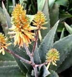 Aloe vera Pflanze