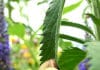 Cannabis Pflanze mit Blüte