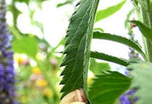 Cannabis Pflanze mit Blüte