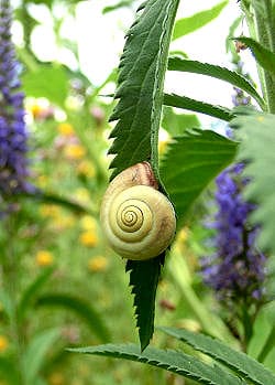 Cannabis Pflanze mit Blüte