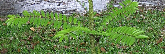 Eurycoma longifolia