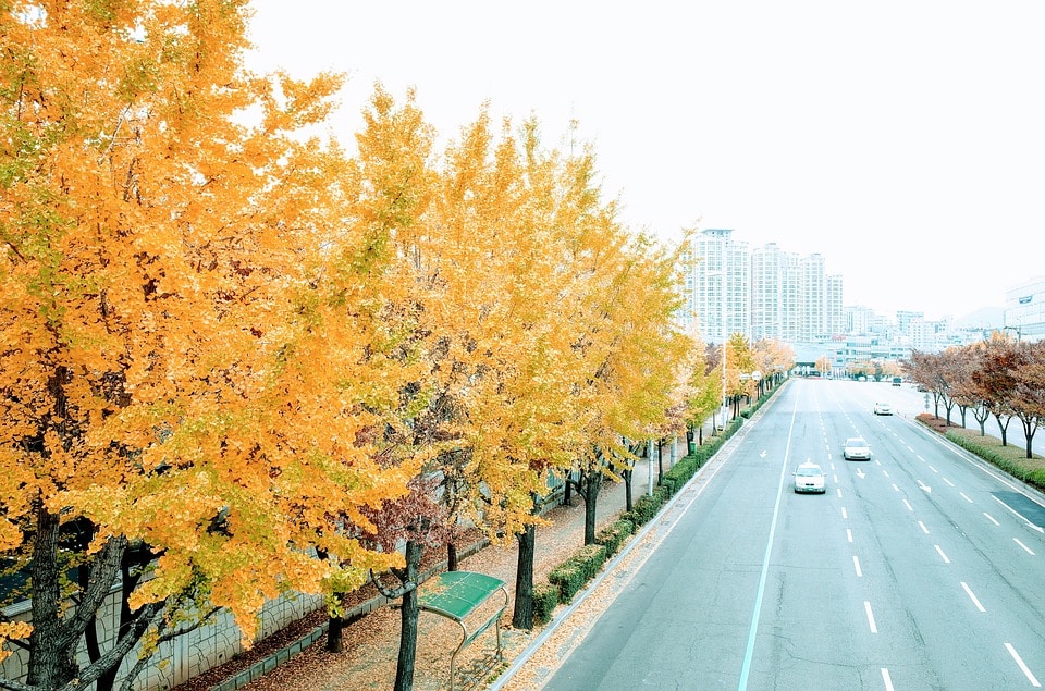 Wirkungen und Nebenwirkungen Gingko Biloba