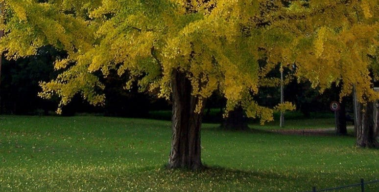 Gingko Biloba Ginkgo - Stamm